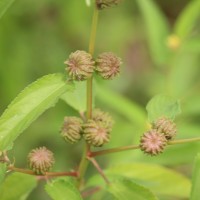 <i>Corchorus capsularis</i>  L.